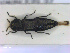 ( - NOCOL2147)  @11 [ ] Creative Commons  Attribution Non-Commercial Share-Alike (2020) NTNU University Museum, Department of Natural History NTNU University Museum, Department of Natural History