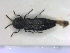  ( - NOCOL2148)  @11 [ ] Creative Commons  Attribution Non-Commercial Share-Alike (2020) NTNU University Museum, Department of Natural History NTNU University Museum, Department of Natural History