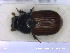  ( - NOCOL2208)  @11 [ ] Creative Commons  Attribution Non-Commercial Share-Alike (2020) NTNU University Museum, Department of Natural History NTNU University Museum, Department of Natural History