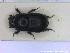  ( - NOCOL2404)  @11 [ ] Creative Commons  Attribution Non-Commercial Share-Alike (2020) NTNU University Museum, Department of Natural History NTNU University Museum, Department of Natural History