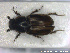  ( - NOCOL2421)  @11 [ ] Creative Commons  Attribution Non-Commercial Share-Alike (2020) NTNU University Museum, Department of Natural History NTNU University Museum, Department of Natural History