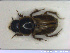  ( - NOCOL2422)  @11 [ ] Creative Commons  Attribution Non-Commercial Share-Alike (2020) NTNU University Museum, Department of Natural History NTNU University Museum, Department of Natural History