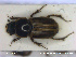  ( - NOCOL2423)  @11 [ ] Creative Commons  Attribution Non-Commercial Share-Alike (2020) NTNU University Museum, Department of Natural History NTNU University Museum, Department of Natural History