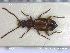  ( - NOCOL2426)  @11 [ ] Creative Commons  Attribution Non-Commercial Share-Alike (2020) NTNU University Museum, Department of Natural History NTNU University Museum, Department of Natural History