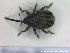  ( - NOCOL2470)  @11 [ ] Creative Commons  Attribution Non-Commercial Share-Alike (2020) NTNU University Museum, Department of Natural History NTNU University Museum, Department of Natural History