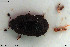  ( - NOCOL2942)  @11 [ ] Creative Commons  Attribution Non-Commercial Share-Alike (2022) NTNU University Museum, Department of Natural History NTNU University Museum, Department of Natural History