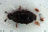  ( - NOCOL2943)  @11 [ ] Creative Commons  Attribution Non-Commercial Share-Alike (2022) NTNU University Museum, Department of Natural History NTNU University Museum, Department of Natural History