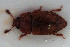  (Epuraea abietina - NOCOL2977)  @11 [ ] Creative Commons  Attribution Non-Commercial Share-Alike (2022) NTNU University Museum, Department of Natural History NTNU University Museum, Department of Natural History