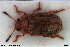  ( - NOCOL3024)  @11 [ ] Creative Commons  Attribution Non-Commercial Share-Alike (2022) NTNU University Museum, Department of Natural History NTNU University Museum, Department of Natural History