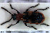  ( - NOCOL3025)  @11 [ ] Creative Commons  Attribution Non-Commercial Share-Alike (2022) NTNU University Museum, Department of Natural History NTNU University Museum, Department of Natural History