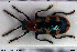  ( - NOCOL3026)  @11 [ ] Creative Commons  Attribution Non-Commercial Share-Alike (2022) NTNU University Museum, Department of Natural History NTNU University Museum, Department of Natural History