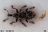  ( - NOCOL3043)  @11 [ ] Creative Commons  Attribution Non-Commercial Share-Alike (2022) NTNU University Museum, Department of Natural History NTNU University Museum, Department of Natural History