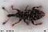  ( - NOCOL3044)  @11 [ ] Creative Commons  Attribution Non-Commercial Share-Alike (2022) NTNU University Museum, Department of Natural History NTNU University Museum, Department of Natural History