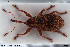  ( - NOCOL3046)  @11 [ ] Creative Commons  Attribution Non-Commercial Share-Alike (2022) NTNU University Museum, Department of Natural History NTNU University Museum, Department of Natural History
