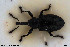  ( - NOCOL3049)  @11 [ ] Creative Commons  Attribution Non-Commercial Share-Alike (2022) NTNU University Museum, Department of Natural History NTNU University Museum, Department of Natural History