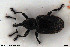  ( - NOCOL3052)  @11 [ ] Creative Commons  Attribution Non-Commercial Share-Alike (2022) NTNU University Museum, Department of Natural History NTNU University Museum, Department of Natural History