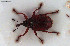  ( - NOCOL3069)  @11 [ ] Creative Commons  Attribution Non-Commercial Share-Alike (2022) NTNU University Museum, Department of Natural History NTNU University Museum, Department of Natural History