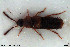  ( - NOCOL3076)  @11 [ ] Creative Commons  Attribution Non-Commercial Share-Alike (2022) NTNU University Museum, Department of Natural History NTNU University Museum, Department of Natural History