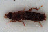  ( - NOCOL3080)  @11 [ ] Creative Commons  Attribution Non-Commercial Share-Alike (2022) NTNU University Museum, Department of Natural History NTNU University Museum, Department of Natural History