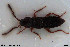  ( - NOCOL3099)  @11 [ ] Creative Commons  Attribution Non-Commercial Share-Alike (2022) NTNU University Museum, Department of Natural History NTNU University Museum, Department of Natural History