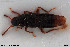  (Oxypoda rugicollis - NOCOL3104)  @11 [ ] Creative Commons  Attribution Non-Commercial Share-Alike (2022) NTNU University Museum, Department of Natural History NTNU University Museum, Department of Natural History