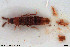  ( - NOCOL3109)  @11 [ ] Creative Commons  Attribution Non-Commercial Share-Alike (2022) NTNU University Museum, Department of Natural History NTNU University Museum, Department of Natural History