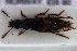  ( - NOCOL3120)  @11 [ ] Creative Commons  Attribution Non-Commercial Share-Alike (2022) NTNU University Museum, Department of Natural History NTNU University Museum, Department of Natural History