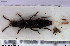  ( - NOCOL3123)  @11 [ ] Creative Commons  Attribution Non-Commercial Share-Alike (2022) NTNU University Museum, Department of Natural History NTNU University Museum, Department of Natural History