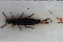  ( - NOCOL3132)  @11 [ ] Creative Commons  Attribution Non-Commercial Share-Alike (2022) NTNU University Museum, Department of Natural History NTNU University Museum, Department of Natural History