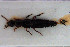  ( - NOCOL3133)  @11 [ ] Creative Commons  Attribution Non-Commercial Share-Alike (2022) NTNU University Museum, Department of Natural History NTNU University Museum, Department of Natural History