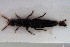  ( - NOCOL3134)  @11 [ ] Creative Commons  Attribution Non-Commercial Share-Alike (2022) NTNU University Museum, Department of Natural History NTNU University Museum, Department of Natural History