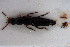  ( - NOCOL3135)  @11 [ ] Creative Commons  Attribution Non-Commercial Share-Alike (2022) NTNU University Museum, Department of Natural History NTNU University Museum, Department of Natural History