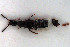  ( - NOCOL3144)  @11 [ ] Creative Commons  Attribution Non-Commercial Share-Alike (2022) NTNU University Museum, Department of Natural History NTNU University Museum, Department of Natural History