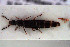  ( - NOCOL3155)  @11 [ ] Creative Commons  Attribution Non-Commercial Share-Alike (2022) NTNU University Museum, Department of Natural History NTNU University Museum, Department of Natural History