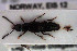  ( - NOCOL3176)  @11 [ ] Creative Commons  Attribution Non-Commercial Share-Alike (2022) NTNU University Museum, Department of Natural History NTNU University Museum, Department of Natural History