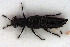  ( - NOCOL3208)  @11 [ ] Creative Commons  Attribution Non-Commercial Share-Alike (2022) NTNU University Museum, Department of Natural History NTNU University Museum, Department of Natural History