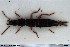  ( - NOCOL3324)  @11 [ ] Creative Commons  Attribution Non-Commercial Share-Alike (2022) NTNU University Museum, Department of Natural History NTNU University Museum, Department of Natural History