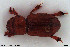  (Rhysothorax rufus - NOCOL3354)  @11 [ ] Creative Commons  Attribution Non-Commercial Share-Alike (2022) NTNU University Museum, Department of Natural History NTNU University Museum, Department of Natural History