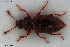  ( - NOCOL3393)  @11 [ ] Creative Commons  Attribution Non-Commercial Share-Alike (2022) NTNU University Museum, Department of Natural History NTNU University Museum, Department of Natural History