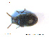  ( - NOCOL2315)  @11 [ ] Creative Commons  Attribution Non-Commercial Share-Alike (2020) NTNU University Museum, Department of Natural History NTNU University Museum, Department of Natural History