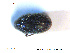  ( - NOCOL2316)  @11 [ ] Creative Commons  Attribution Non-Commercial Share-Alike (2020) NTNU University Museum, Department of Natural History NTNU University Museum, Department of Natural History