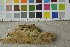  ( - O-F-253429)  @11 [ ] CreativeCommons - Attribution Non-Commercial Share-Alike (2017) Unspecified University of Oslo, Natural History Museum