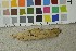  (Lawrynomyces - O-F-253440)  @11 [ ] CreativeCommons - Attribution Non-Commercial Share-Alike (2017) Unspecified University of Oslo, Natural History Museum