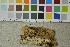  ( - O-F-253449)  @11 [ ] CreativeCommons - Attribution Non-Commercial Share-Alike (2017) Unspecified University of Oslo, Natural History Museum