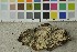  ( - O-F-253457)  @11 [ ] CreativeCommons - Attribution Non-Commercial Share-Alike (2017) Unspecified University of Oslo, Natural History Museum