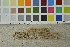  ( - O-F-253452)  @11 [ ] CreativeCommons - Attribution Non-Commercial Share-Alike (2017) Unspecified University of Oslo, Natural History Museum
