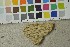  ( - O-F-253459)  @11 [ ] CreativeCommons - Attribution Non-Commercial Share-Alike (2017) Unspecified University of Oslo, Natural History Museum