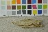 (Phlebia subulata - O-F-253413)  @11 [ ] CreativeCommons - Attribution Non-Commercial Share-Alike (2017) Unspecified University of Oslo, Natural History Museum