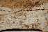  (Hyphoderma obtusiforme - O-F-253510)  @11 [ ] CreativeCommons - Attribution Non-Commercial Share-Alike (2017) Unspecified University of Oslo, Natural History Museum