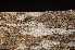  ( - O-F-253520)  @11 [ ] CreativeCommons - Attribution Non-Commercial Share-Alike (2017) Unspecified University of Oslo, Natural History Museum